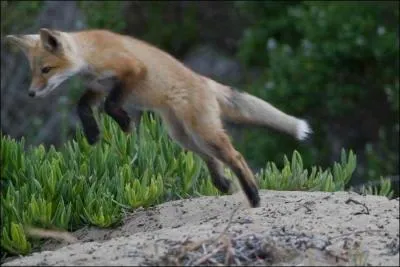Que fait ce renard ?