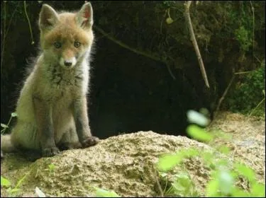 Comment appelle-ton ce bb renard ?