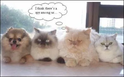 Je suis le premier à gauche de la photo avec mes amis, qui sont des chats. On appelle les animaux comme moi...