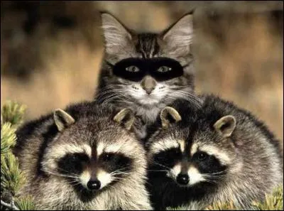 Comment se faire passer pour un raton laveur ? C'est simple, il suffit d'être un chat et de porter...