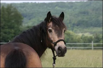 De quelle couleur est ce cheval ?