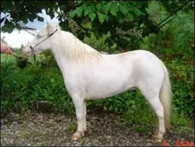 Quelle est la race du plus petit cheval du monde ?