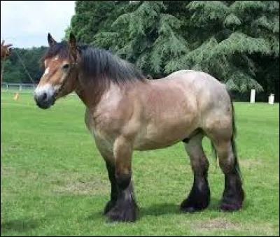 Quelle est la race qui tire des chariots, calèches ... etc ?