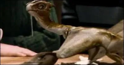 Comment s'appelle le bébé dragon de Hagrid ?