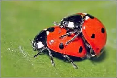 Les �ufs des coccinelles sont noirs avec des points rouges.
