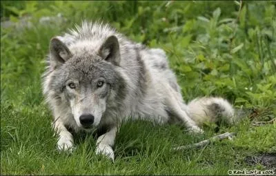 Comment se nomme l'anctre du loup ?