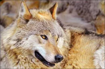 De quelle couleur est ce loup ?