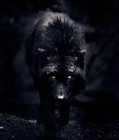 Quel est le nom des loups noirs ?