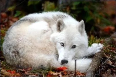 Et celui des loups blancs ?