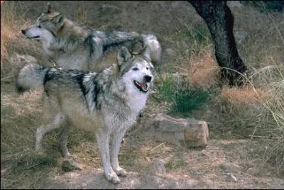 Quelle espce de loup a disparu aujourd'hui  cause des loups gris ?