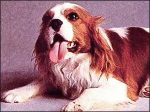 Ce Cavalier King Charles se nommait Rex,  quel prsident a-t-il appartenu ?