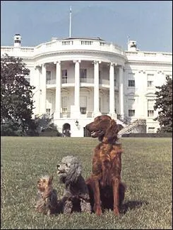 Voici dans l'ordre Wicky, Pasha et King Timahoe. A quel prsident ont-ils appartenu ?