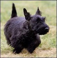 Et cette chienne aussi appartient  Georges W. Bush, comment se nomme-t-elle ?