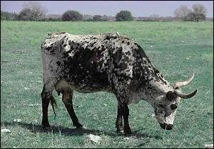 Et cette autre vache qui s'appelle Oflia, mais  quel prsident  peut-elle appartenir ?