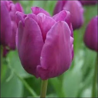 -À gauche, nous pouvons observer une mare entourée de magnolias et de fleurs de lys. Elle possède aussi une fleur de nénuphar avec bien sûr des nénuphars. Et, il y a cette fleur. Je ne sais plus comment elle s'appelle. Pourriez-vous me dire son nom ?