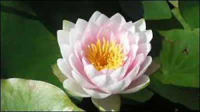 -Regardez, sur le nénuphar il y a une grenouille.
-Quel nénuphar ?
-Bah, à côté de la...