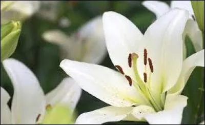 -Cette visite est maintenant terminée, passons à la boutique. Vous avez ici un très joli bouquet d'orchidées. Et ici, un bouquet de...
