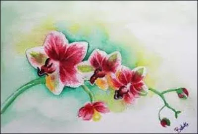 Foire aux questions :