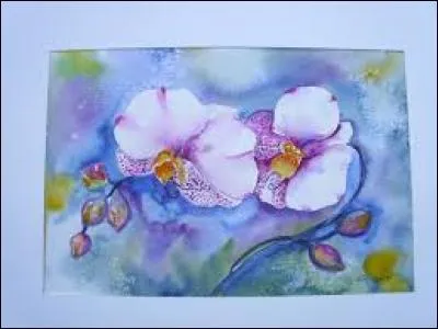 Substance hallucinogène extraite des feuilles d'un arbuste d'Arabie :