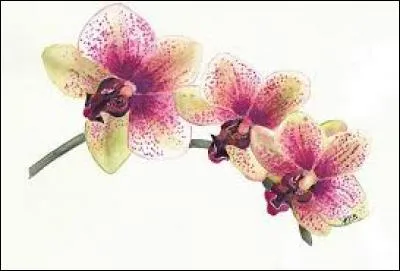 Cousin bruxellois du titi parisien :