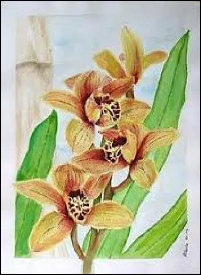 Poisson ornemental, race de carpe du Japon :