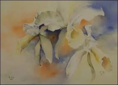 Antilope d'Afrique :