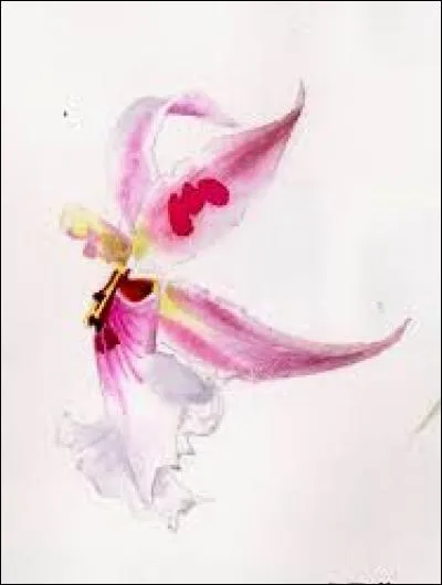 Langue parlée au Ghana et au Togo :