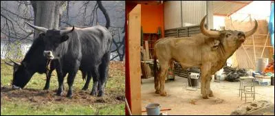 Une étude a été effectuée pour recréer des « ures » dans les années 1920 et1930. Göring, Himmler et certains de leurs sbires essayèrent de recréer de cette espèce puis de repeupler un territoire polonais avec ces « ures ». L'opération sera un échec.
Que signifie le mot « ure ».