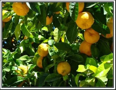 On ne le verra jamais !