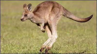 Qui part pour l'Australie et pourquoi ?