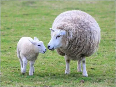 Comment s'appelle la brebis de Coco ?