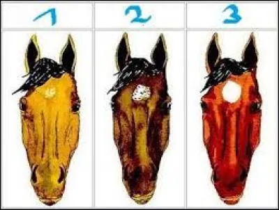 Quelle est la marque blanche sur la tête du cheval en numéro 2 ?