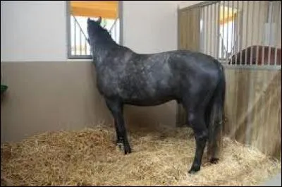 Combien de fois par semaine faut-il curer le box ?