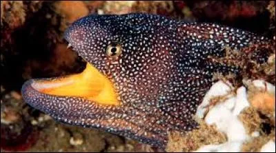 Sur la photo, on reconnaît facilement la...