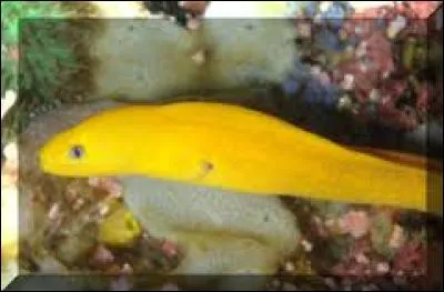 Cette murène très rare est...