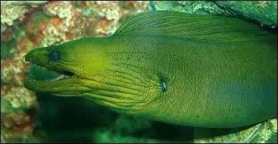 Sur la photo, Il s'agit d'une...