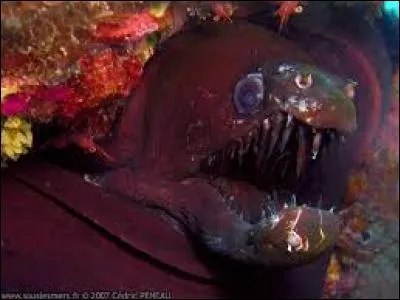 Cette sympathique tête de murène appartient à une...