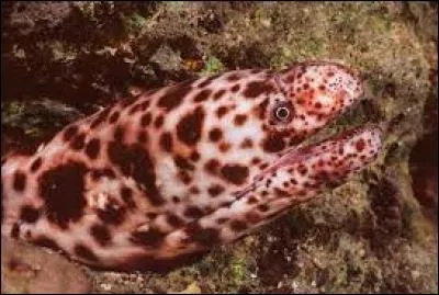 Sur la photo, se trouve une...