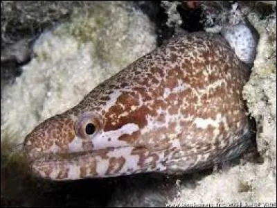 Le nom latin de cette murène est : Gymnothorax zonipectus. Son nom vernaculaire est...