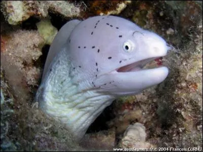 Quelle est la taille de cette murène ?