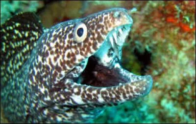 Quelle espèce est la plus courante en Méditerranée ?