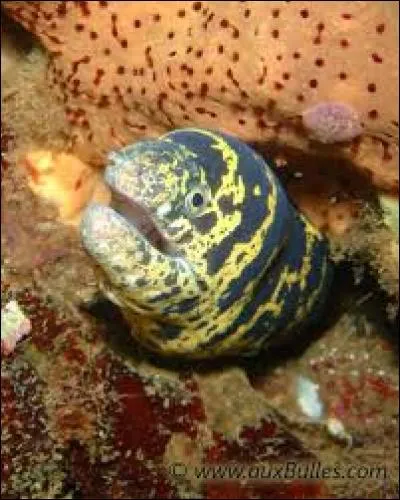 Quelle espèce est la plus dangereuse ?