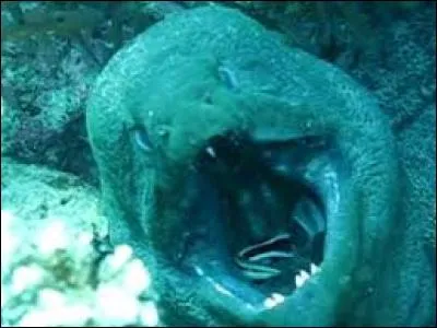 Les murènes ouvrent et ferment en permanence leur gueule pour...