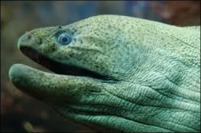 Quel est le nombre de nageoires d'une murène ?