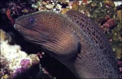 Dans quel genre trouve-t-on le plus grand nombre de murènes ?