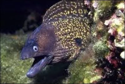 La murène est un animal...