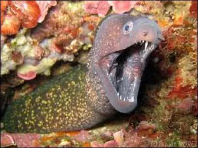 La murène est recouverte...