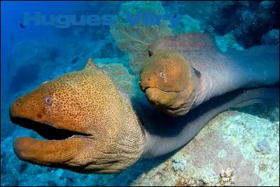 Quel poids la murène javanaise peut-elle atteindre ?