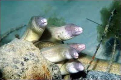 Quelle est la taille maximale d'une murène de n'importe quelle espèce du globe ?