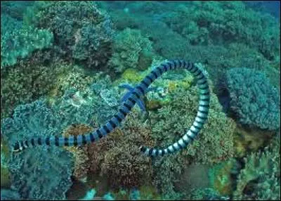 Sur cette photo, c'est...